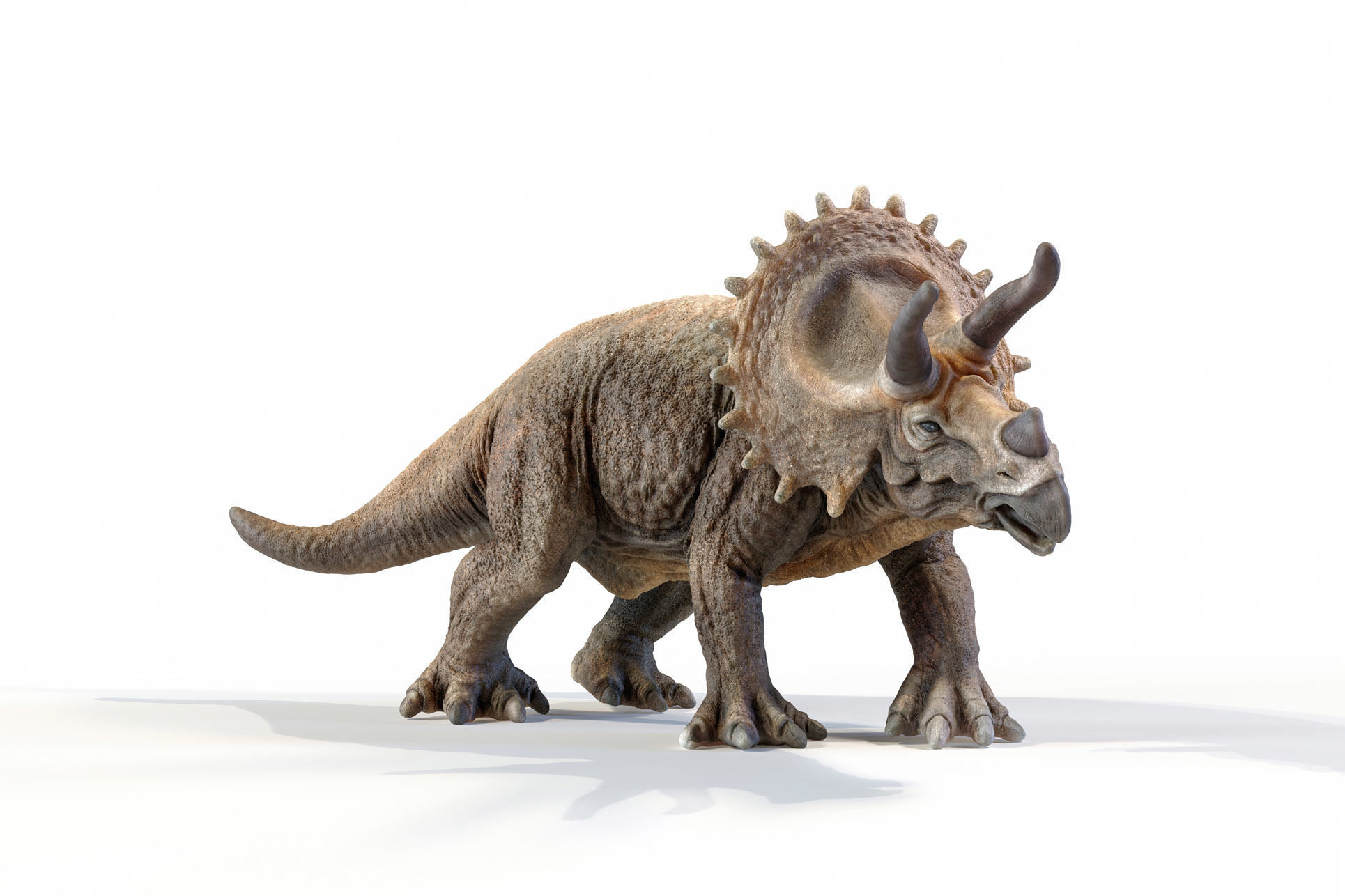 Triceratops dinosaur Low-poly 3D model_32