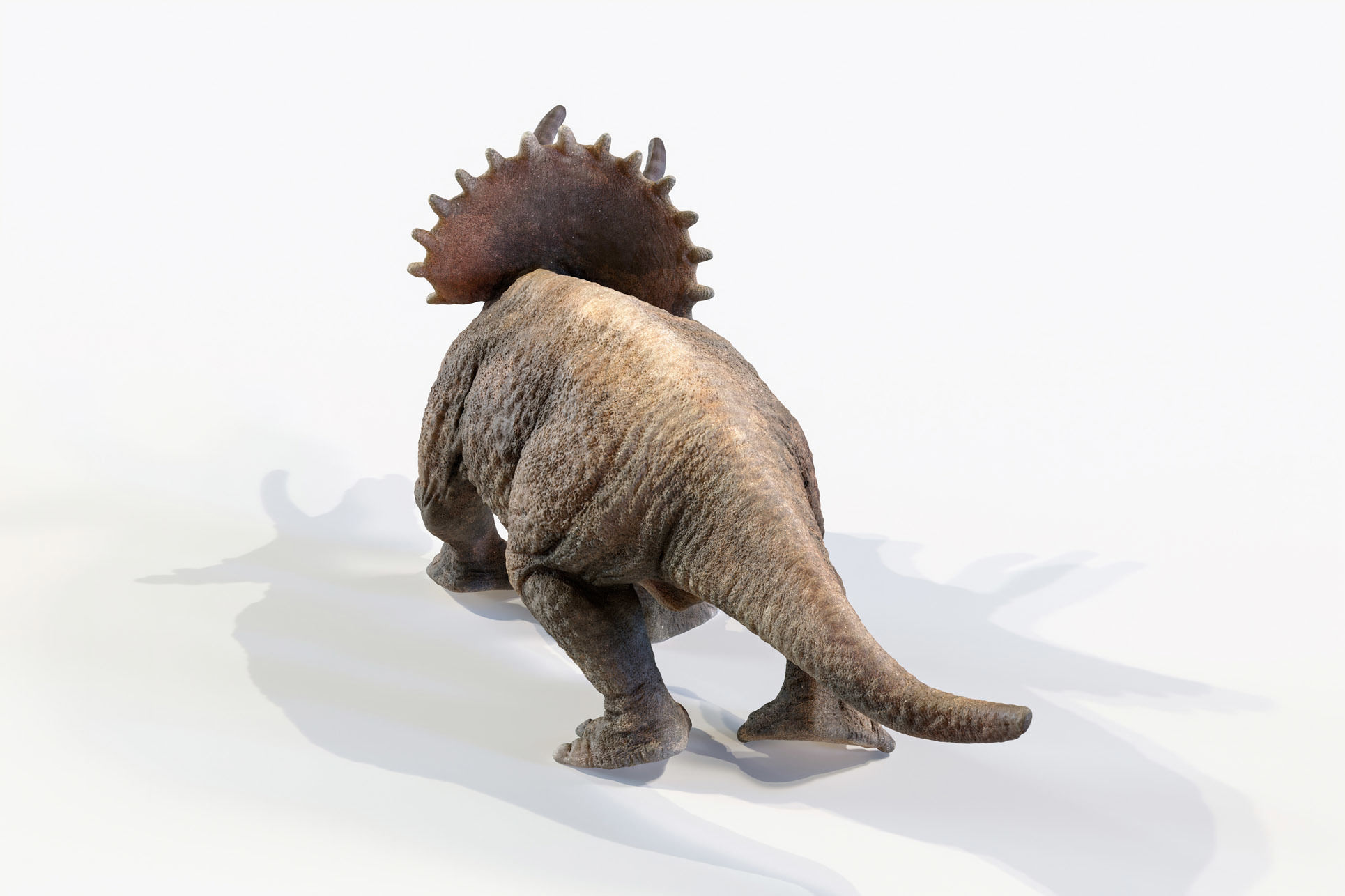 Triceratops dinosaur Low-poly 3D model_13