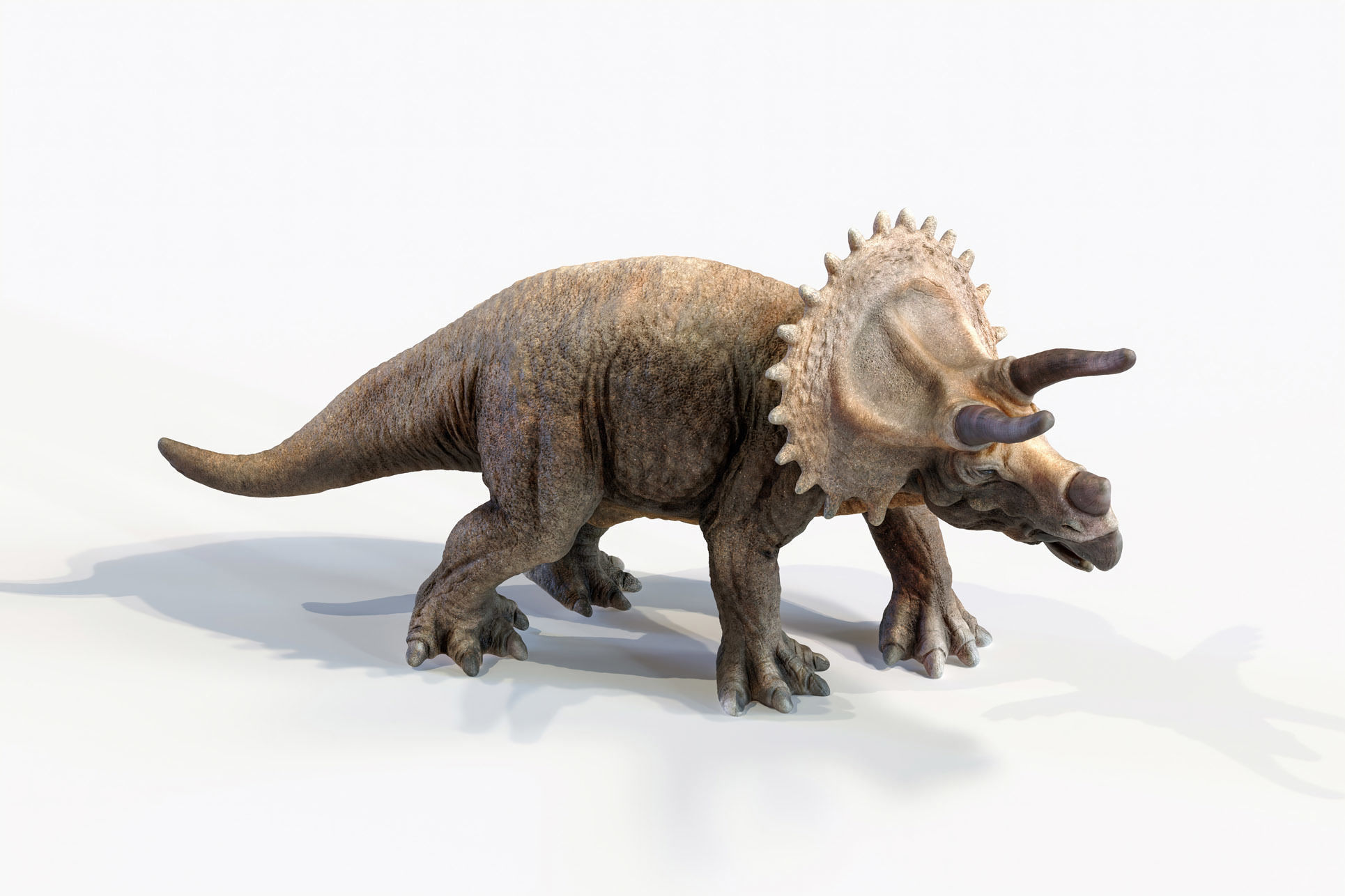 Triceratops dinosaur Low-poly 3D model_23