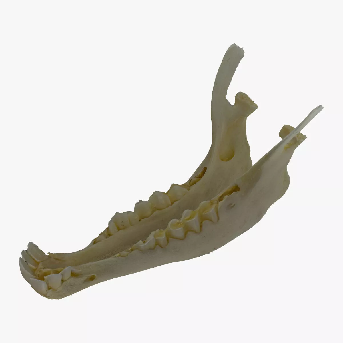 Real Domestic Goat Capra Aegagrus Hircus Baby Jaw 01 RAW SCAN 3D model