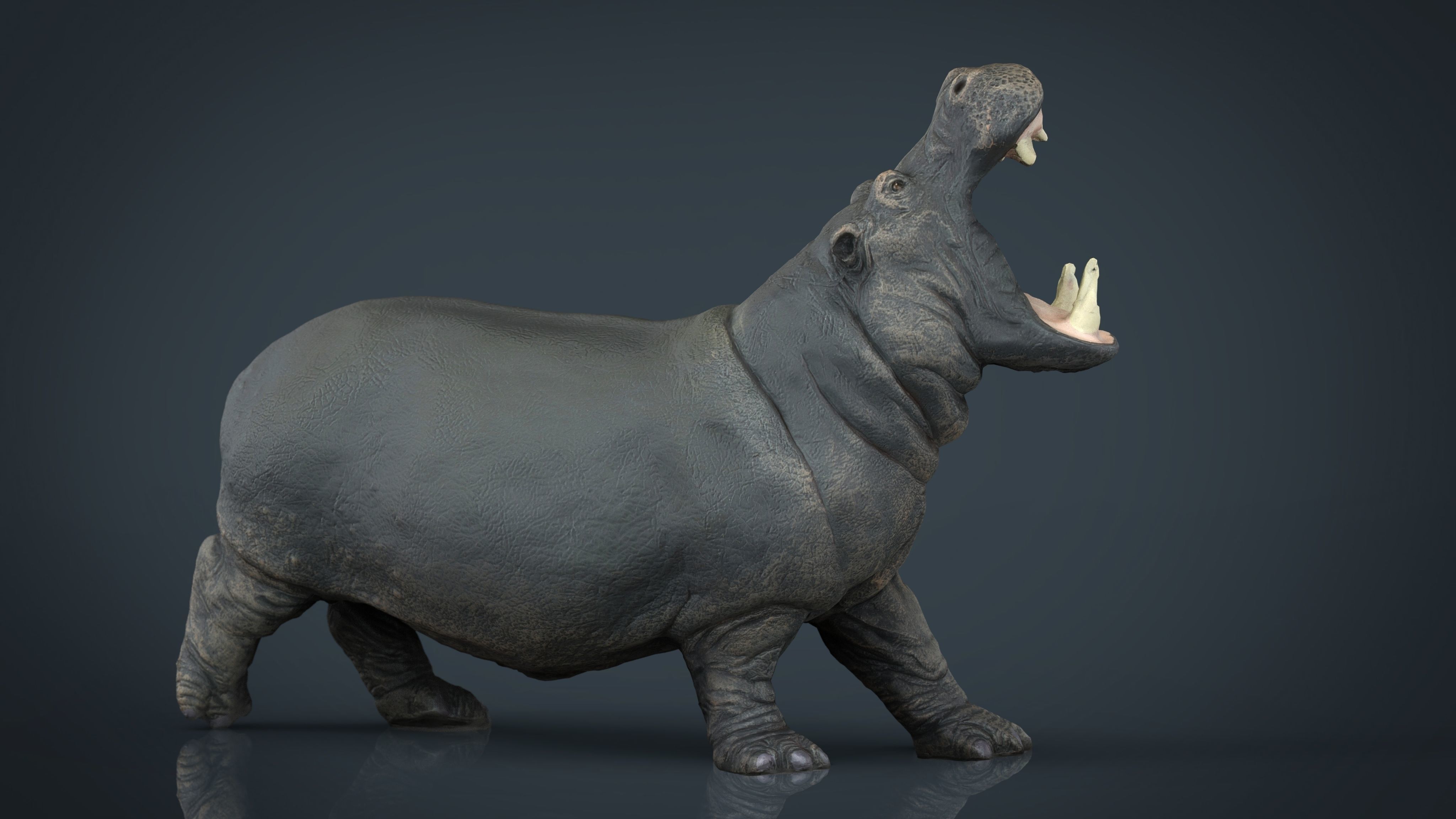 Hippopotamus Low-poly 3D model_11