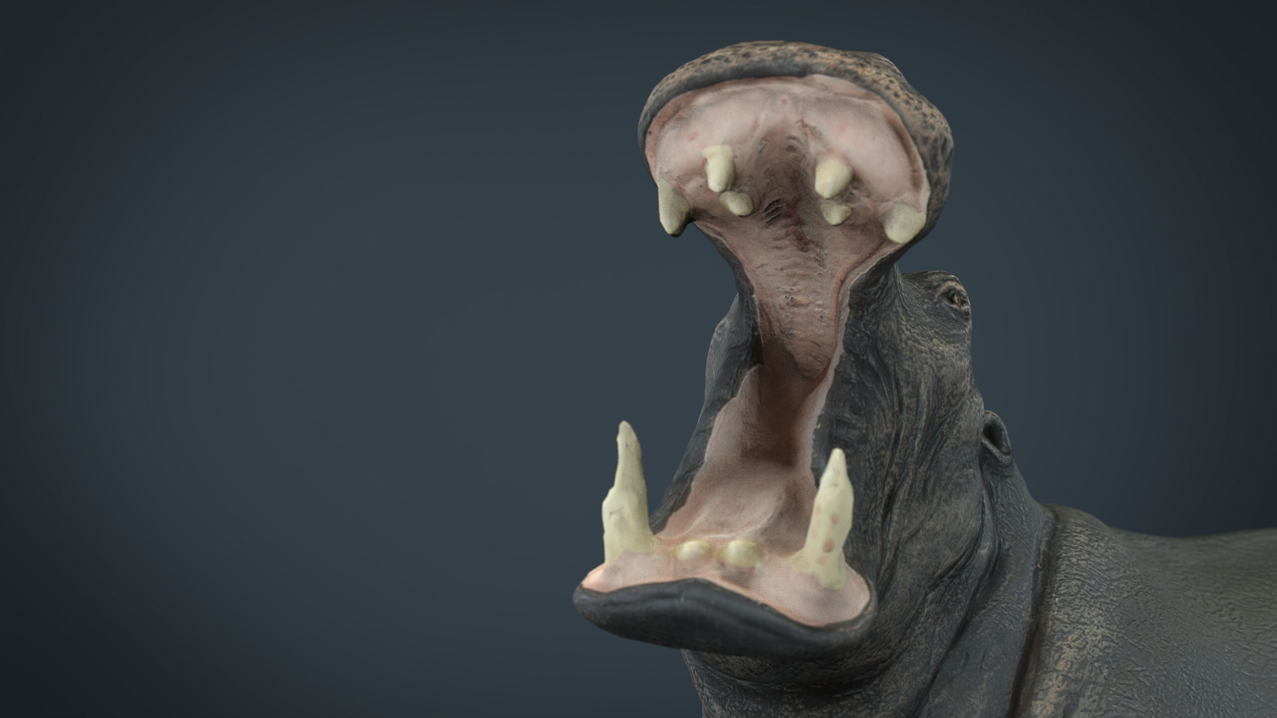 Hippopotamus Low-poly 3D model_2