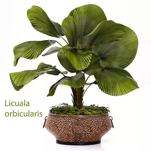 Licuala palm