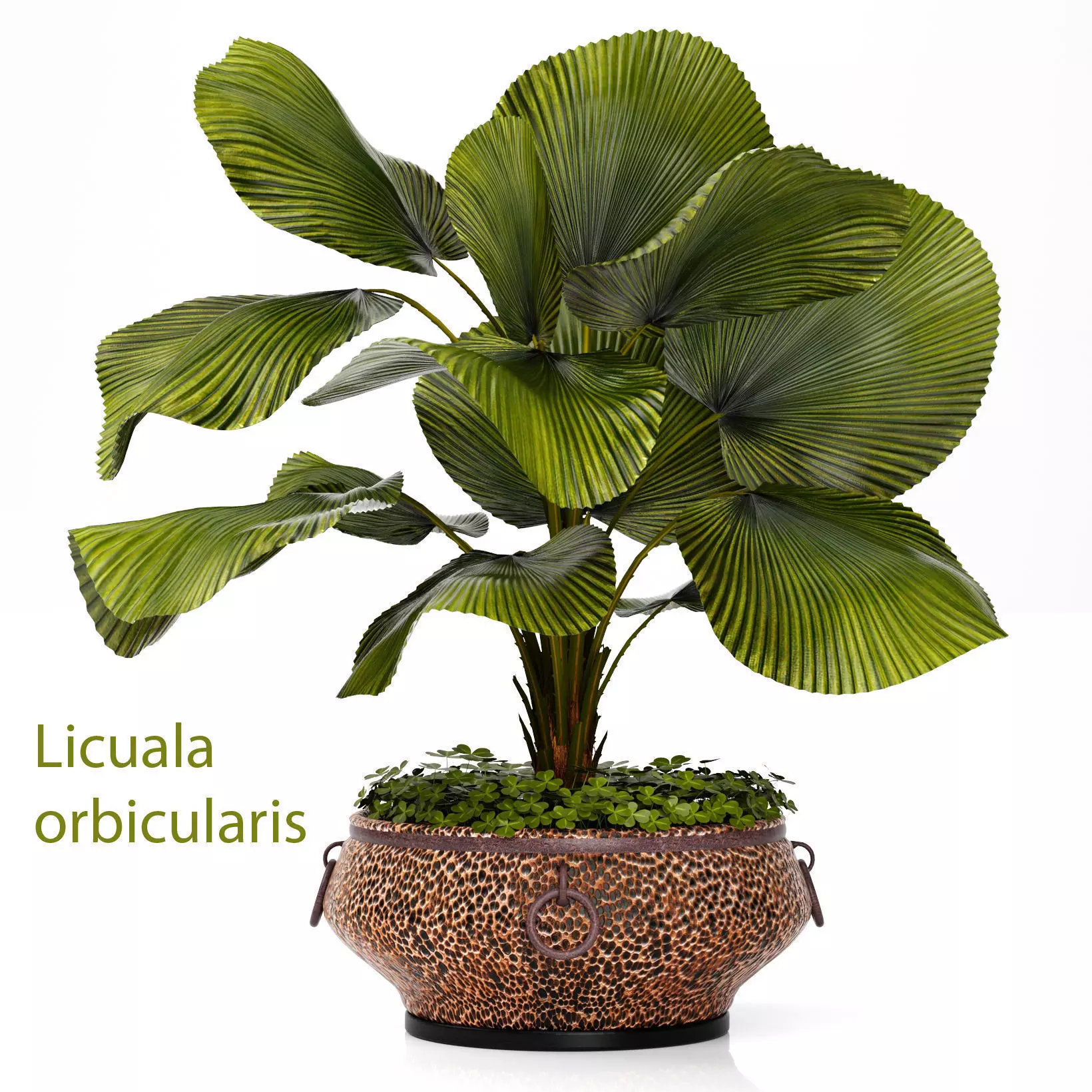 Licuala palm 3D model