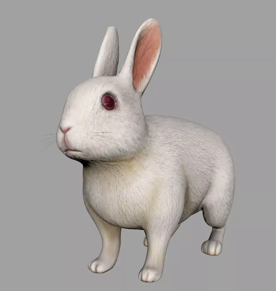 rabbit 3D model