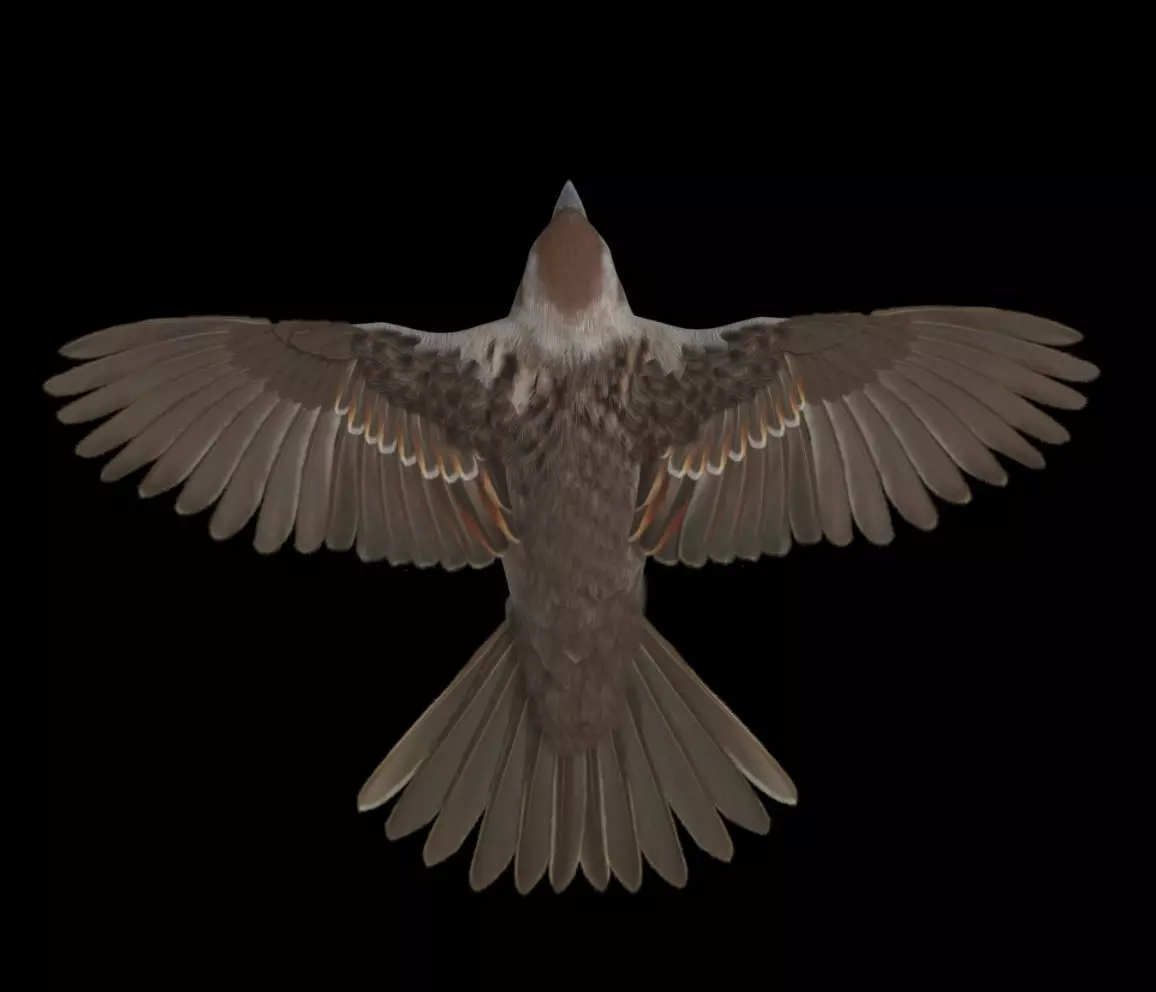 sparrow 3D model