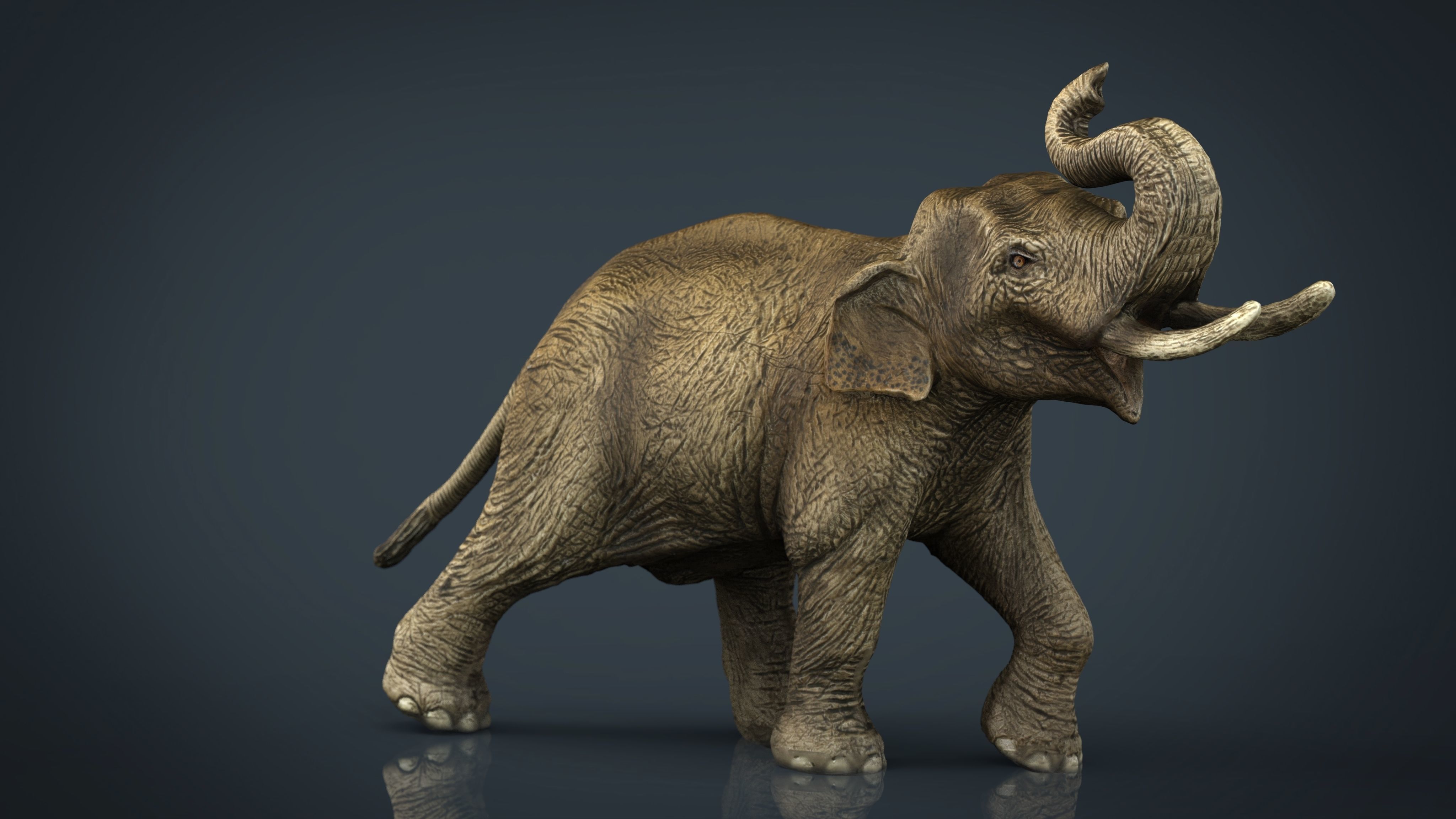 Asian Elephant Low-poly 3D model_14