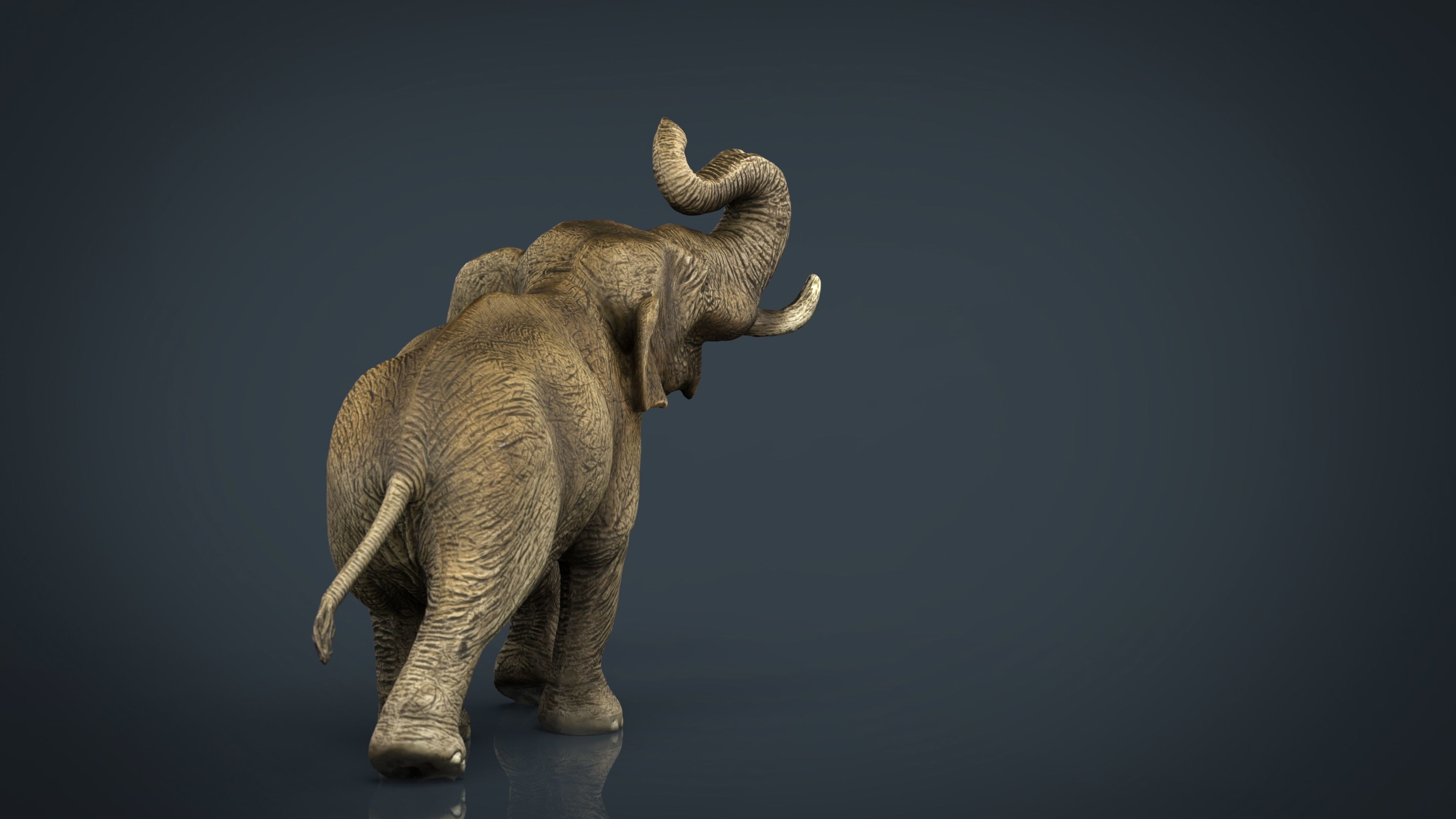 Asian Elephant Low-poly 3D model_3