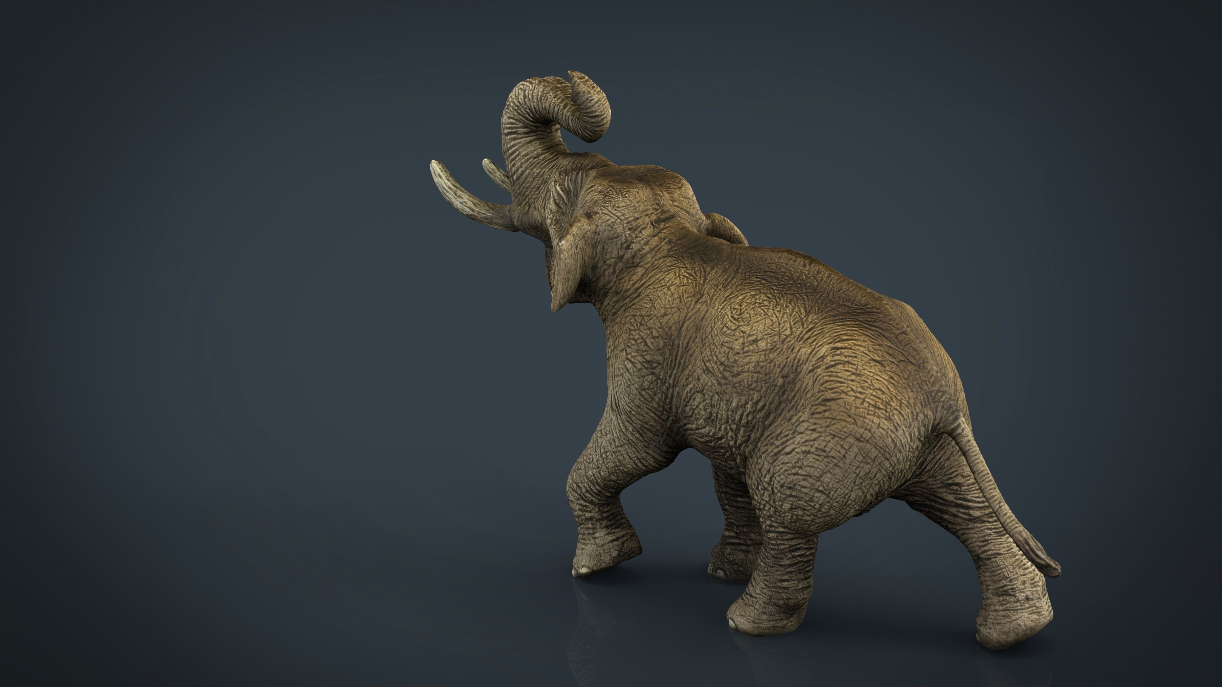 Asian Elephant Low-poly 3D model_2