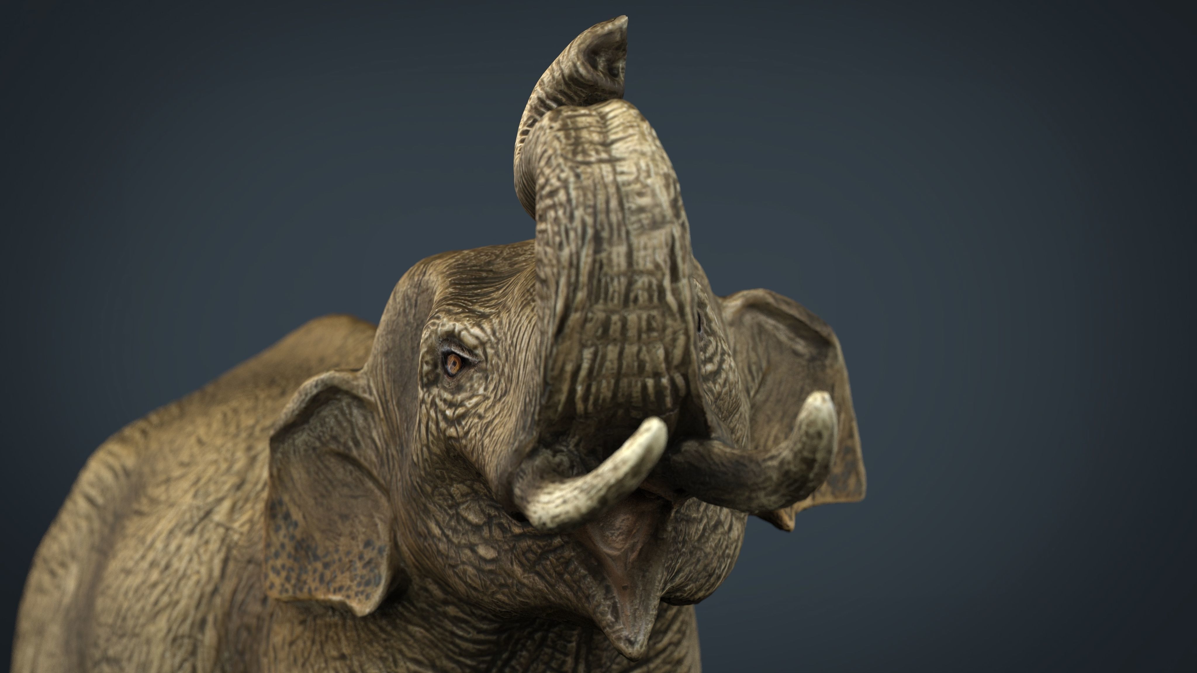 Asian Elephant Low-poly 3D model_4