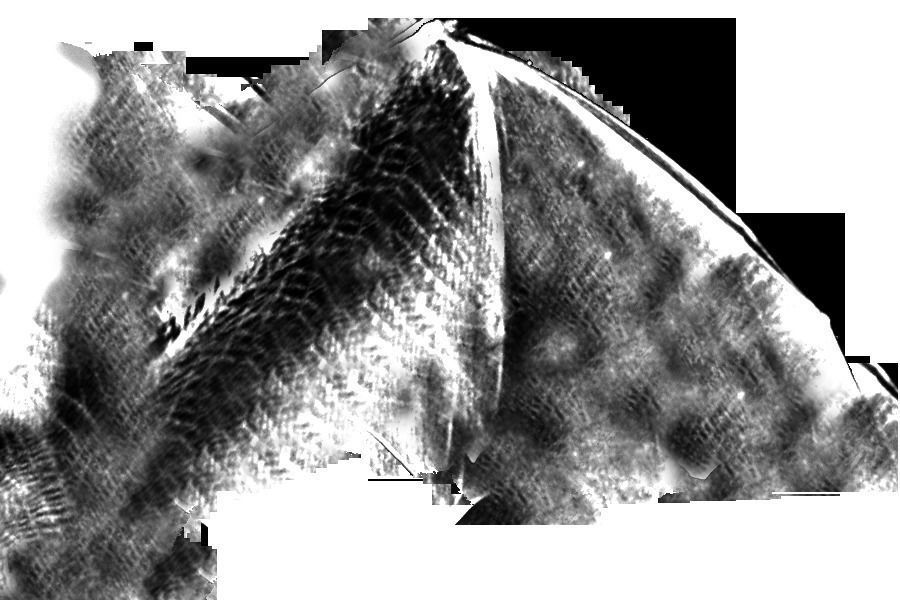 3D Bat model flying 3D model_16