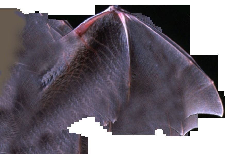 3D Bat model flying 3D model_15