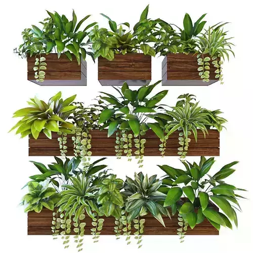 Plant plants in wooden box 3D model