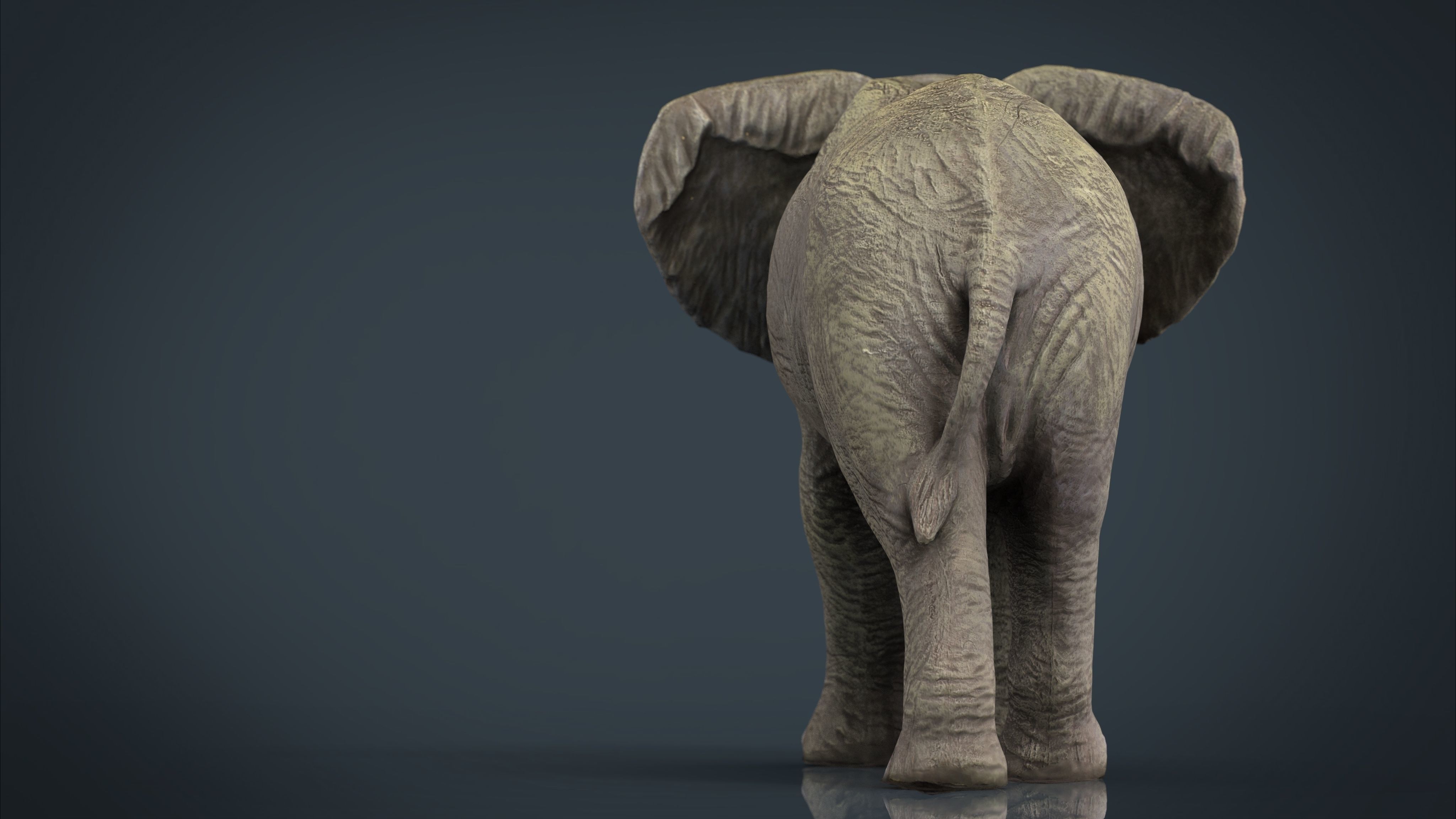 African Elephant Low-poly 3D model_3