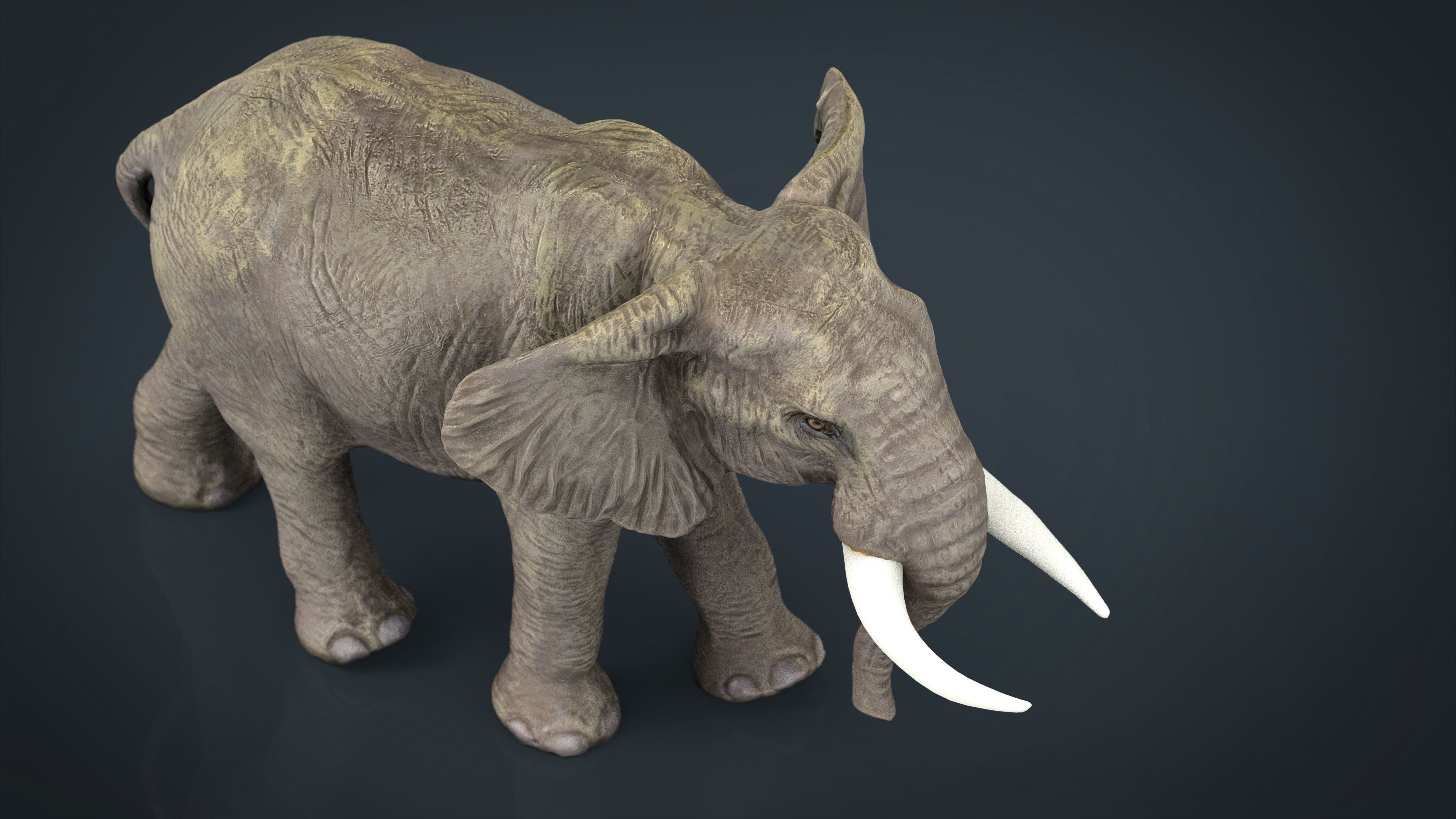 African Elephant Low-poly 3D model_14