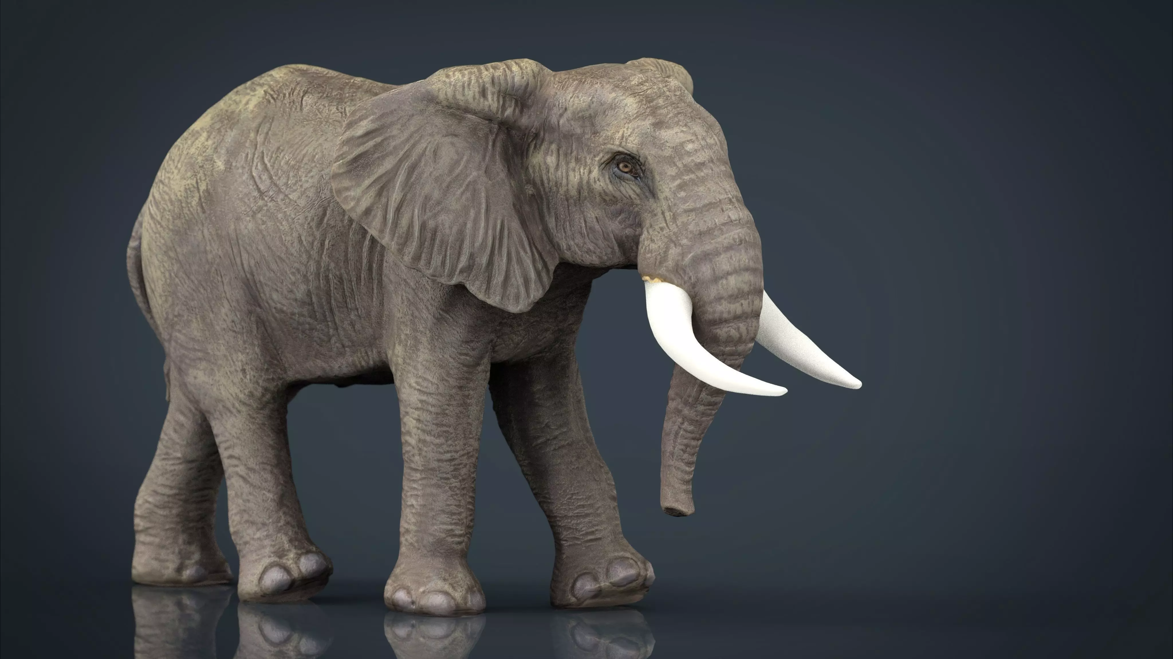 African Elephant Low-poly 3D model_0