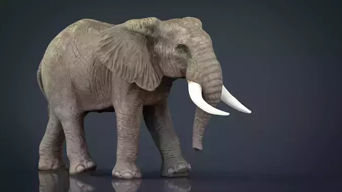 African Elephant Low-poly 3D model
