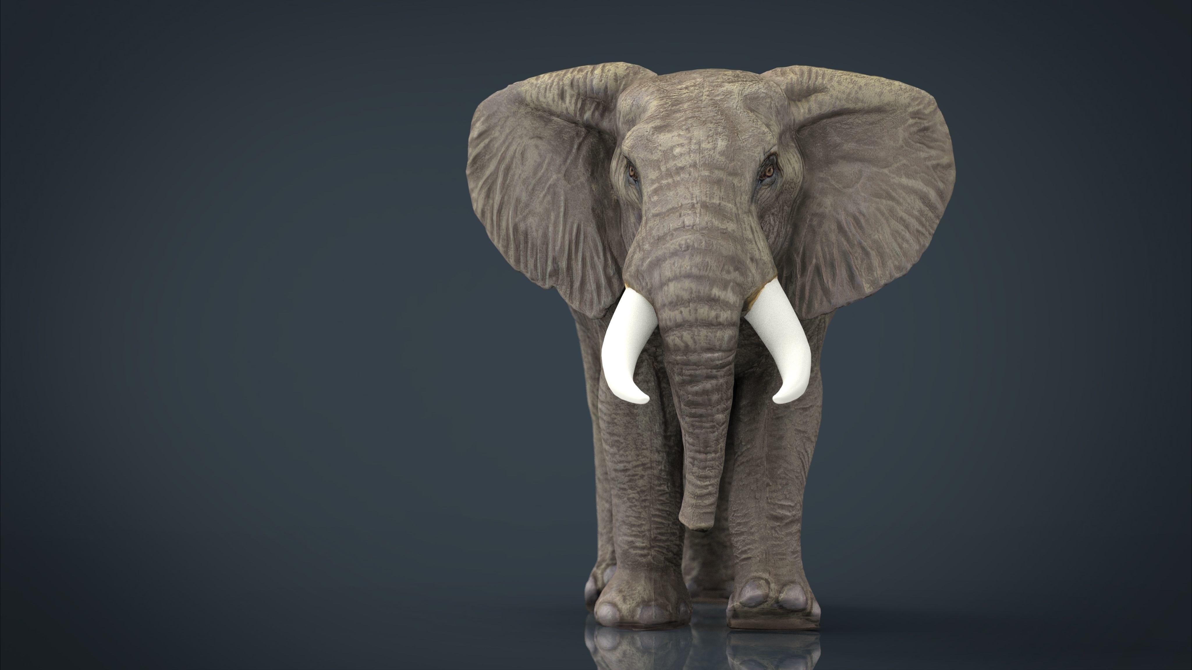 African Elephant Low-poly 3D model_2