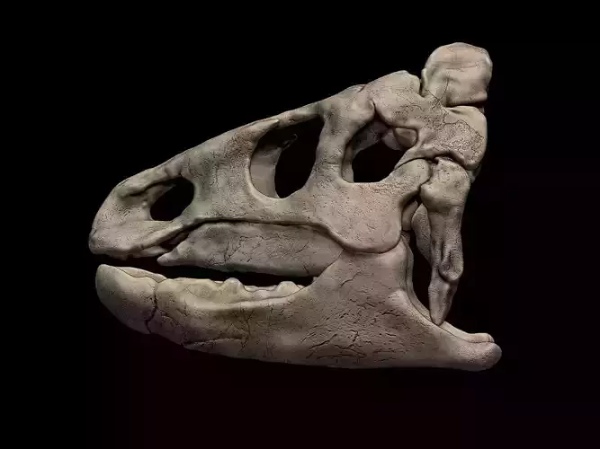 Ferenceratops Skull