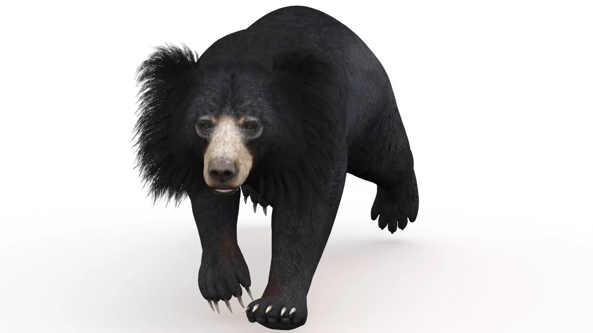 Animated Sloth Bear Low-poly 3D model