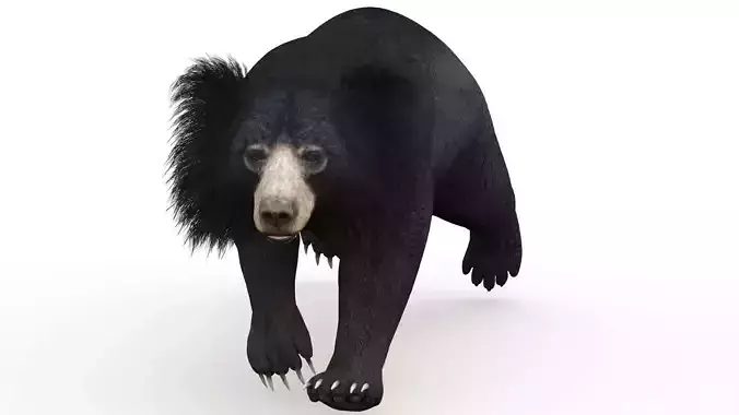 Animated Sloth Bear