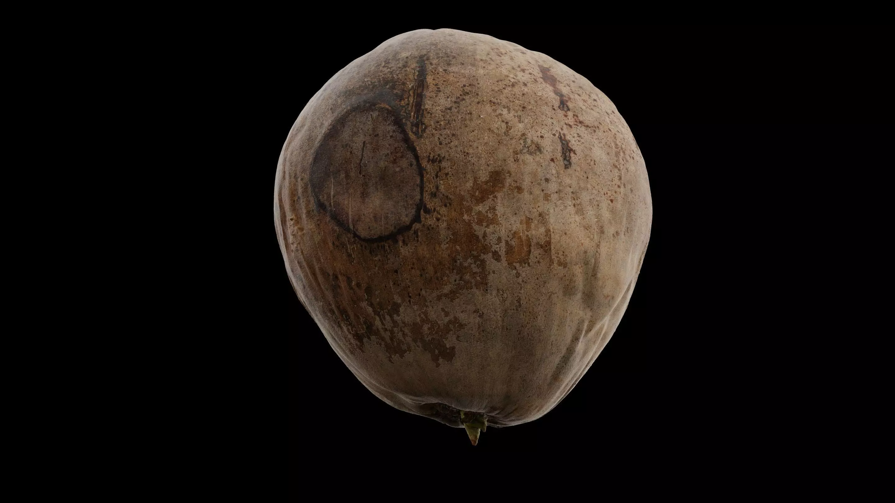Coconut Fruit Free 3D model