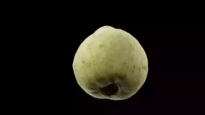 Guava Fruit 3D model 6