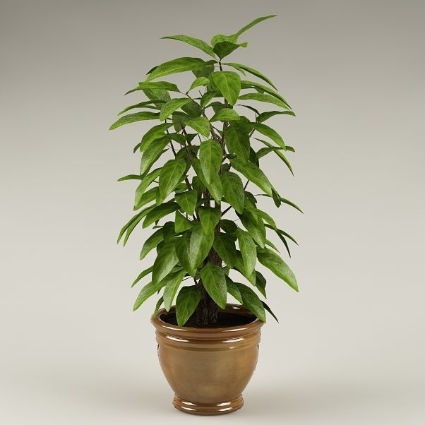 Plants Collection Vol 4 3D model_11