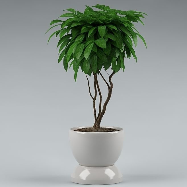 Plants Collection Vol 4 3D model_3