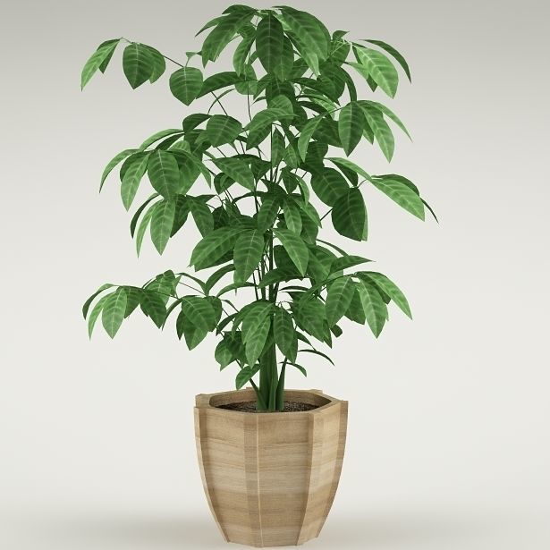 Plants Collection Vol 4 3D model_9