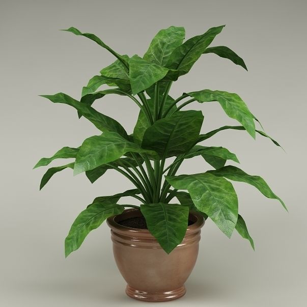 Plants Collection Vol 4 3D model_5