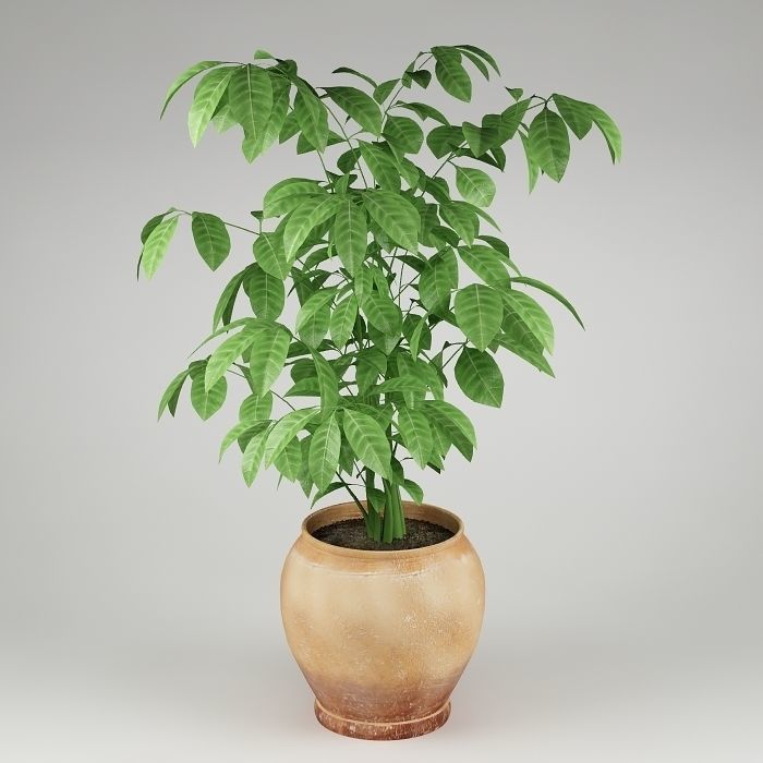 Plants Collection Vol 4 3D model_13