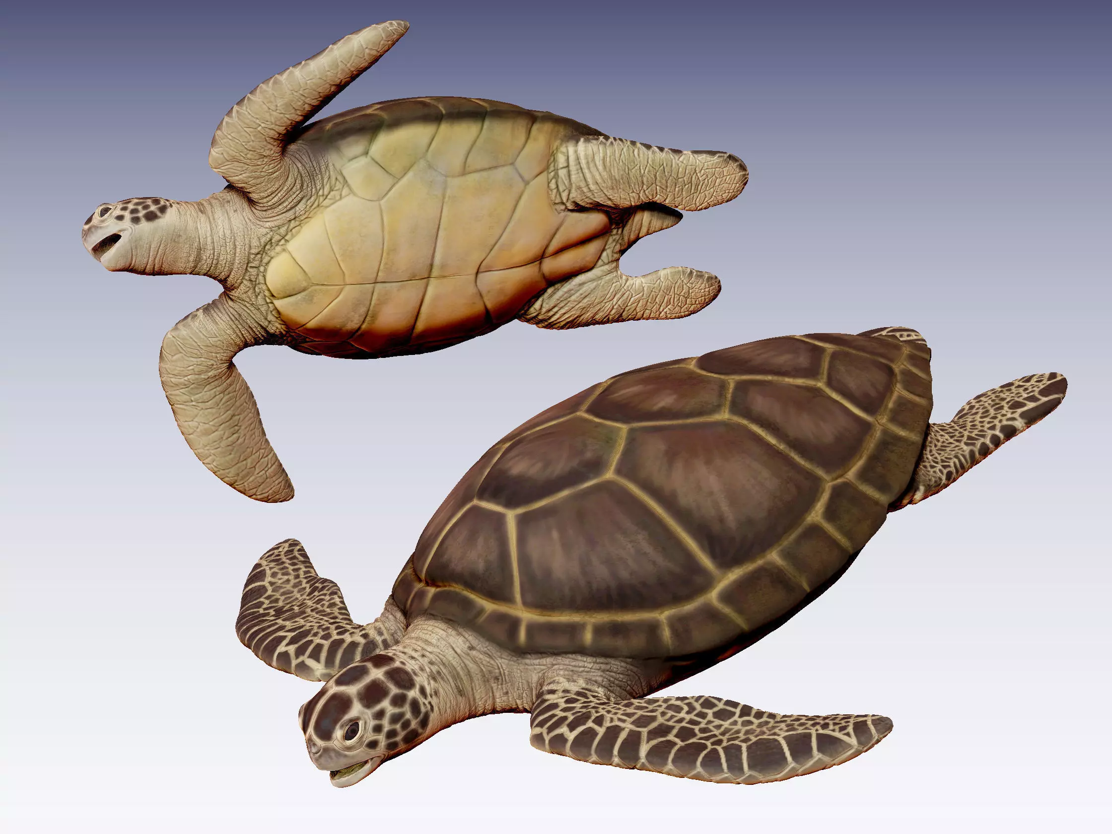 Sea Turtle Low-poly 3D model_0