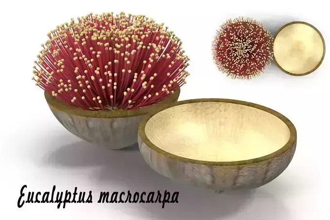 Eucalyptus macrocarpa 3D model