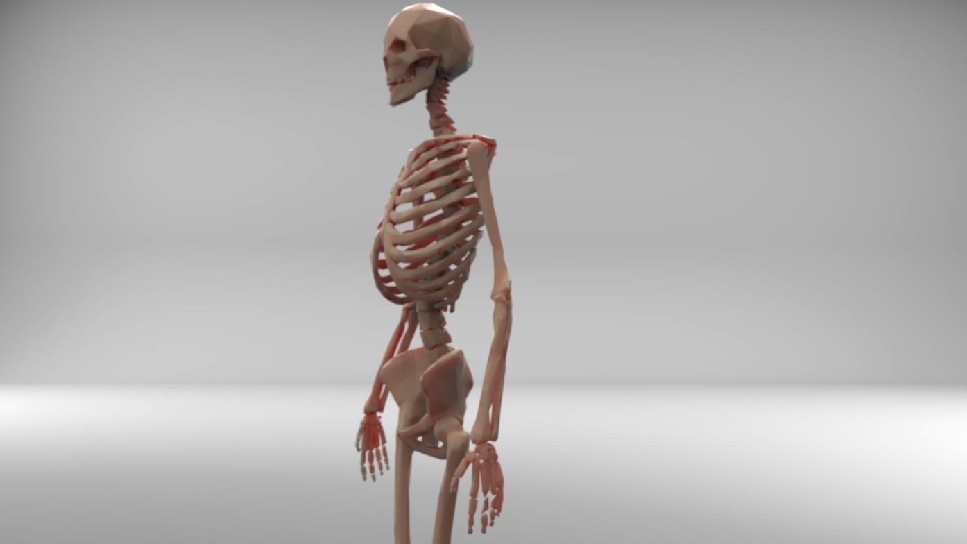 Low poly skeleton human Low-poly 3D model_1