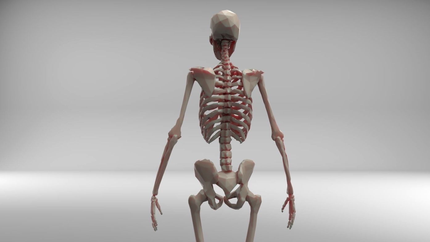 Low poly skeleton human Low-poly 3D model_4