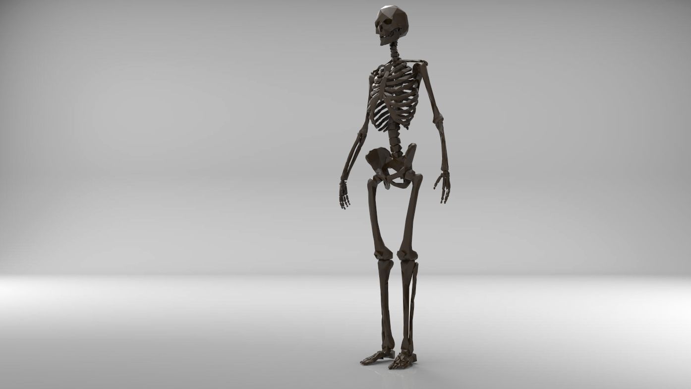 Low poly skeleton human Low-poly 3D model_10