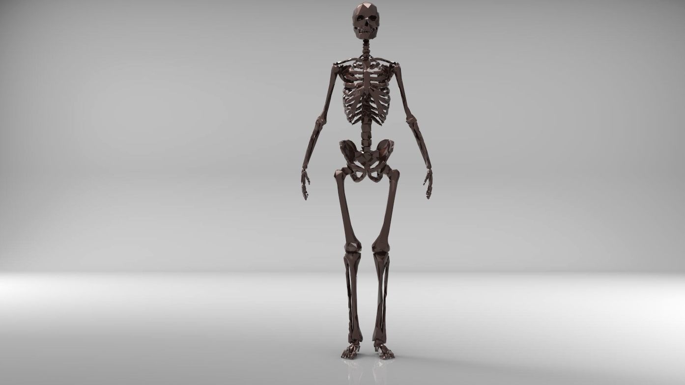 Low poly skeleton human Low-poly 3D model_11