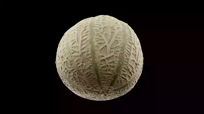 Melon Fruit 3D model 6