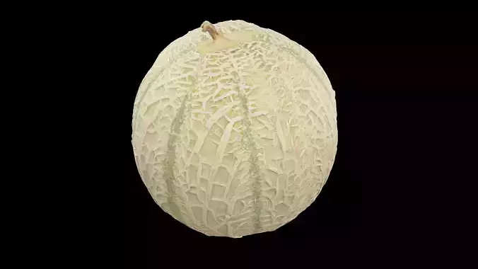 Melon Fruit 3D model 7
