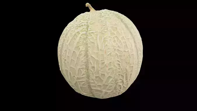 Melon Fruit 3D model 5