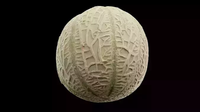 Melon Fruit 3D model 2