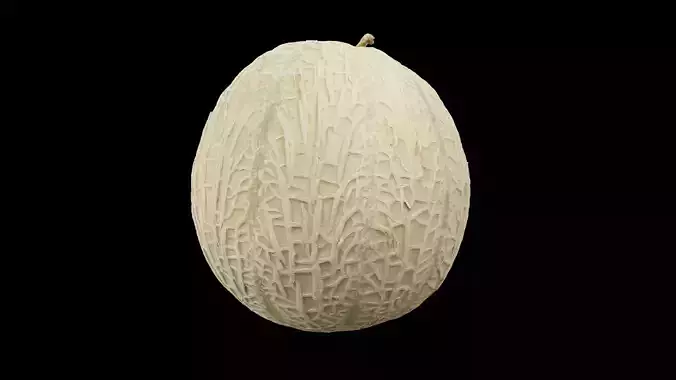 Melon Fruit 3D model 4