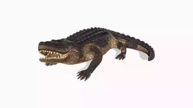 Alligator Animated Low-poly 3D model