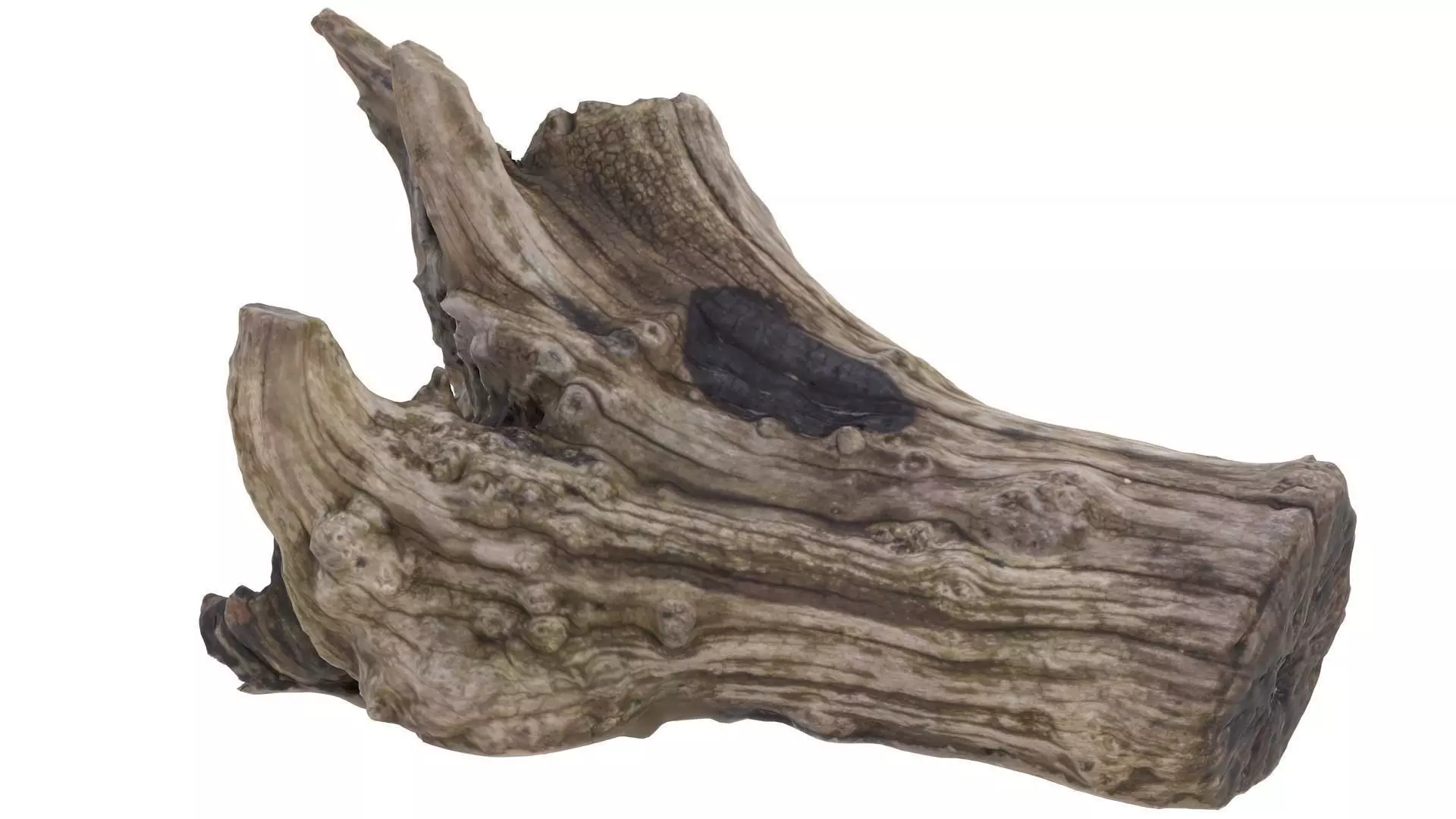 Petrified Wood Stump - High and Low Poly versions Low-poly 3D model_0