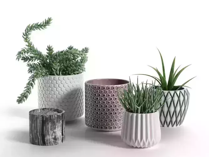 Pots with Donkey s Tail and Aloe Vera 3D model