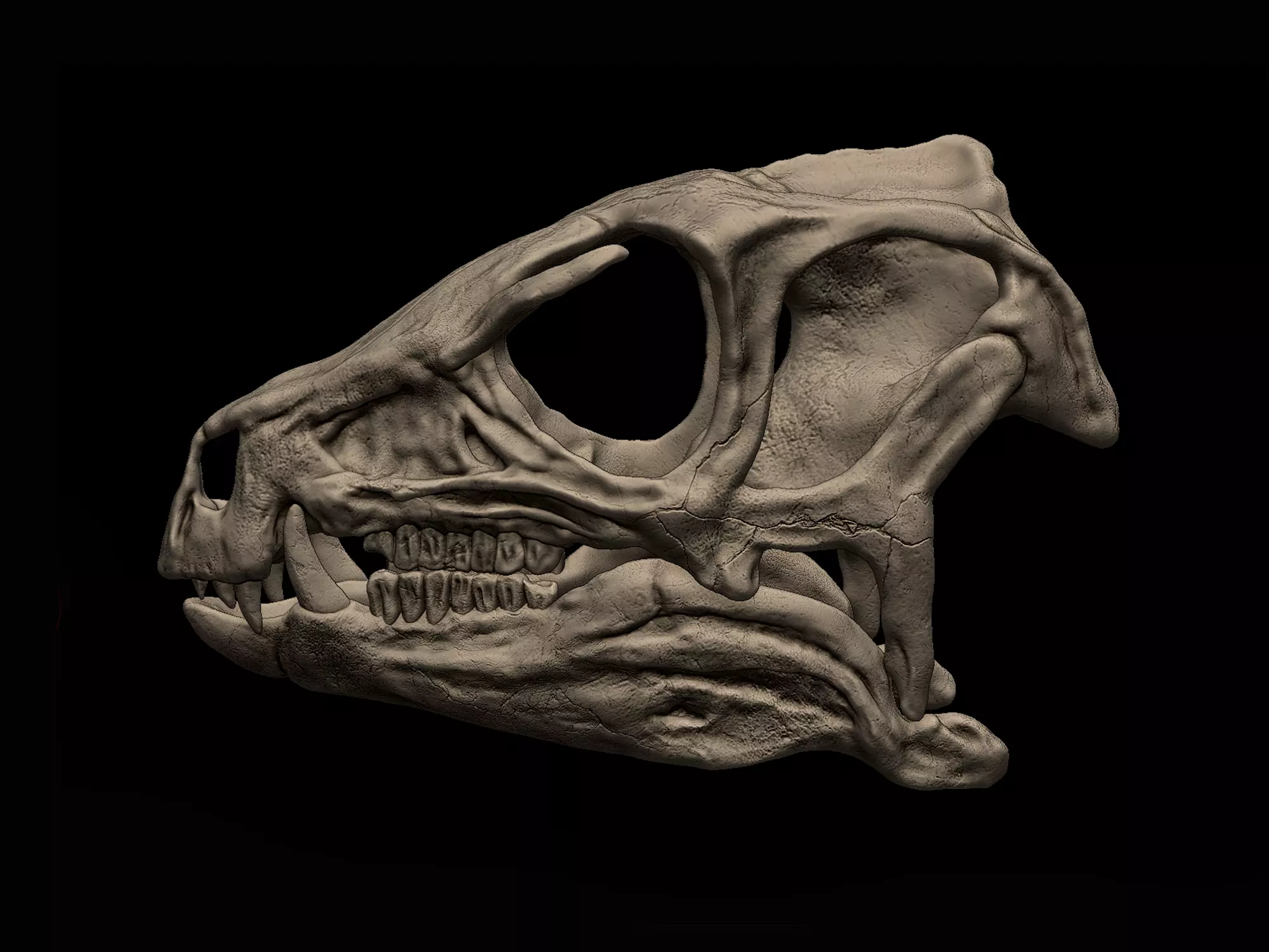 Heterodontosaurus Skull 3D print model