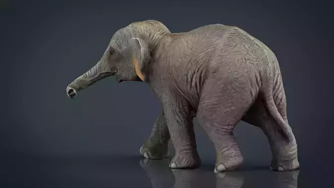 Asian Elephant Babe Low-poly 3D model