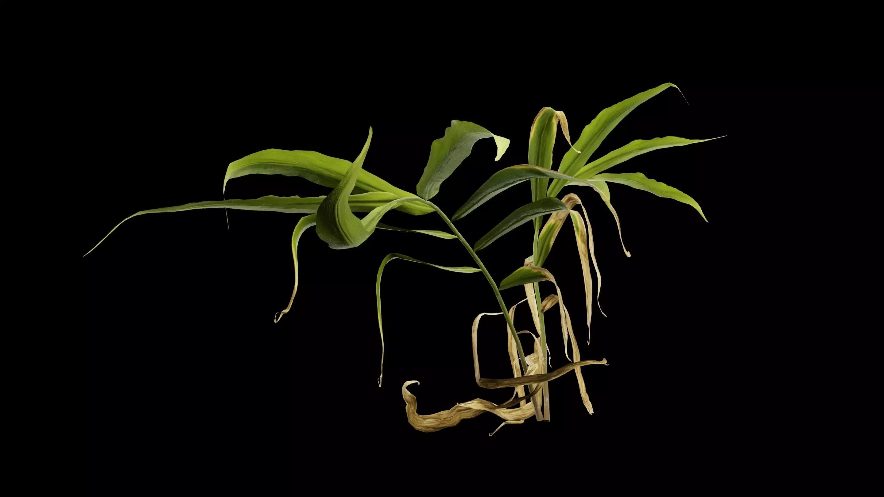 Ginger Plant Free 3D model
