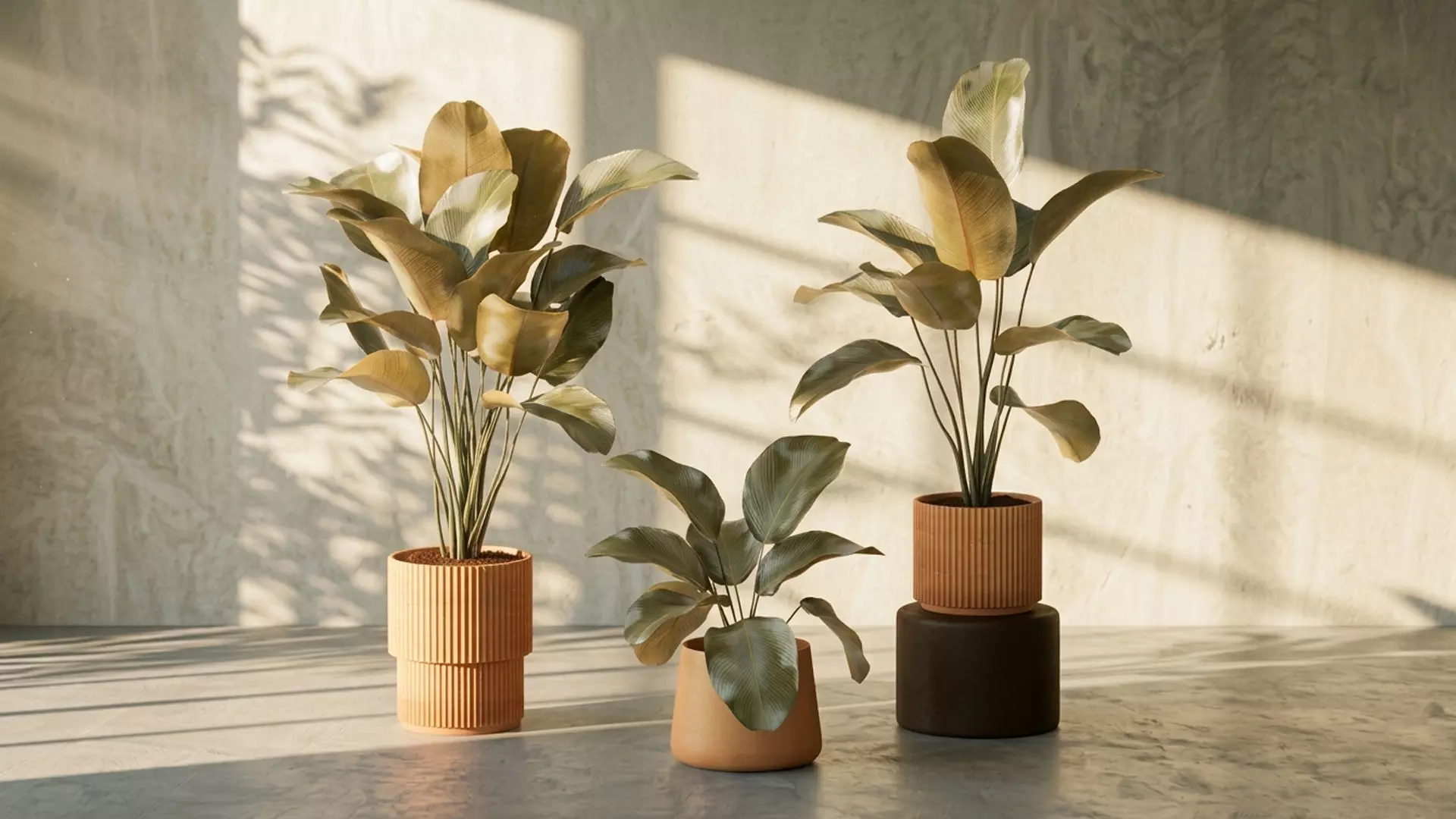 Exotic bushe plant modern flowerpot Calathea lutea Strelitzia 3D model